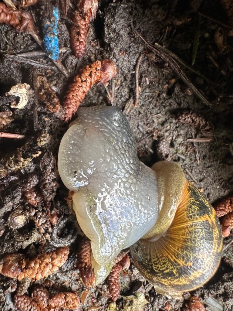 Sundew-Mesurol-Snail-Slug-Bait-in-Action 1