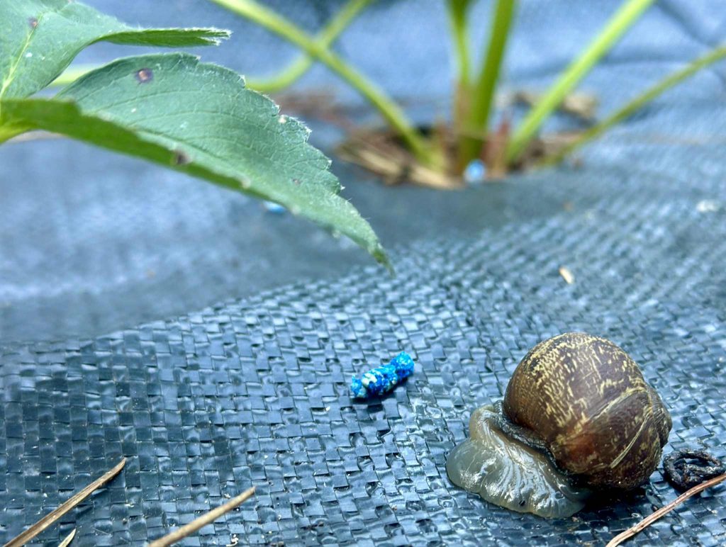 Sundew Mesurol Snail and Slug Bait methiocarb Straweberry VIC