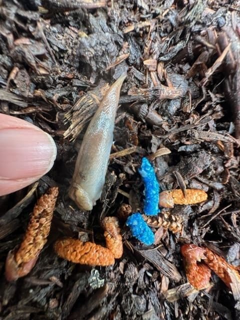 Sundew Mesurol-slug-methiocarb-mortality 3